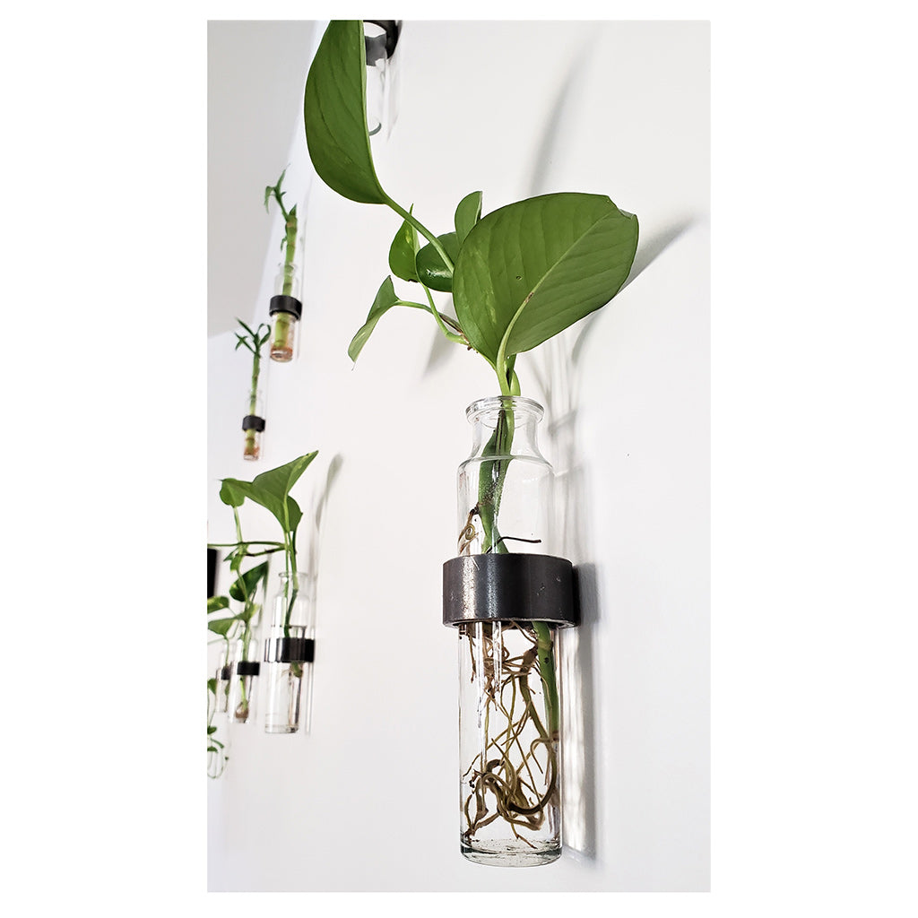 Minimalist wall hanging propagation vase. Installation of metal ring with glass bottle vase