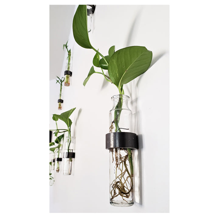 Minimalist wall hanging propagation vase. Installation of metal ring with glass bottle vase