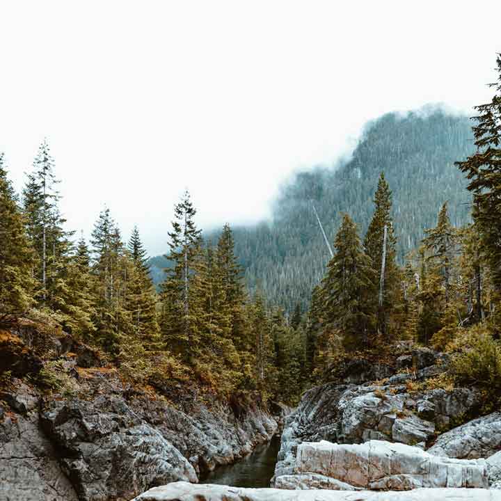Forest scene with trees and rocks on a cloudy day. vault furniture.