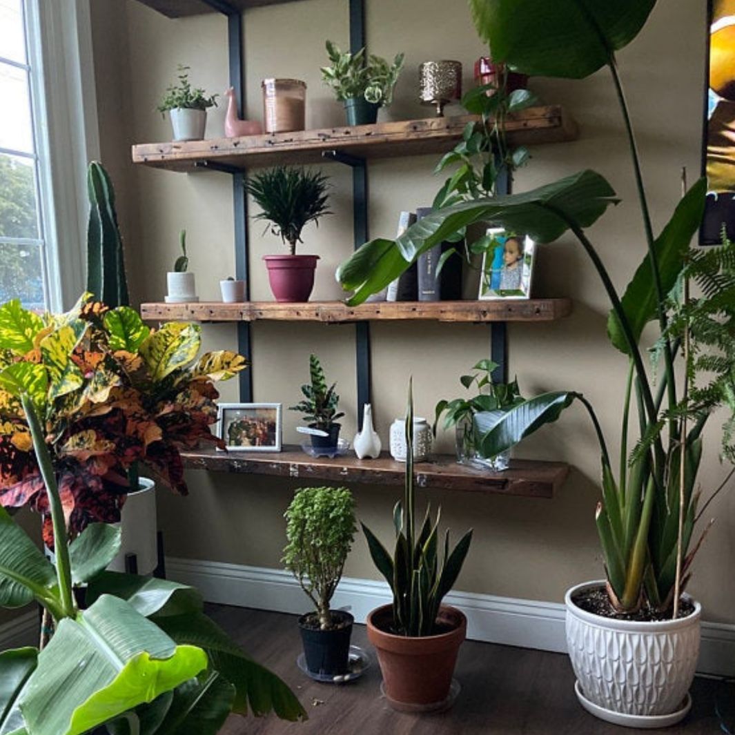 solid reclaimed wood floating shelves and heavy duty black steel brackets for this wall mounted 4 shelf unit for plant and decor display.