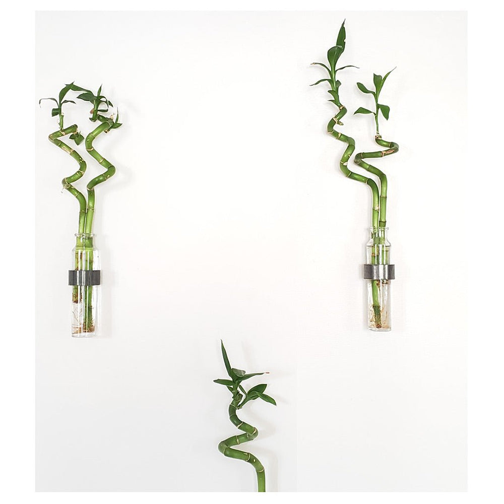 Bamboo living wall decor in minimal glass steel wall vase. Vault Furniture